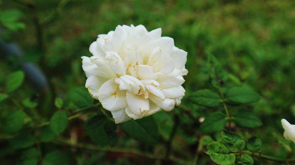 Beautiful white meidiland rose to bloom in the garden in spring-summer.