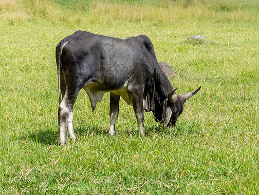 Discover 10 Black and White Cow Breeds - A-Z Animals