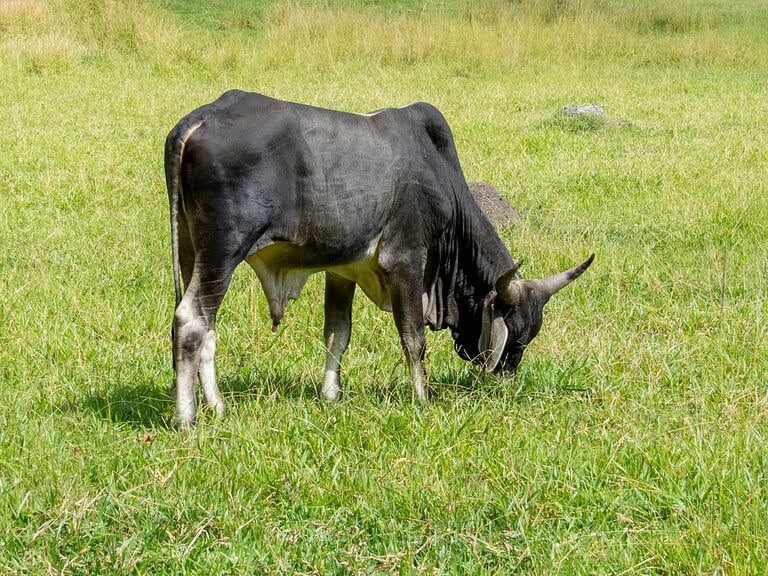 Discover 10 Black and White Cow Breeds AZ Animals
