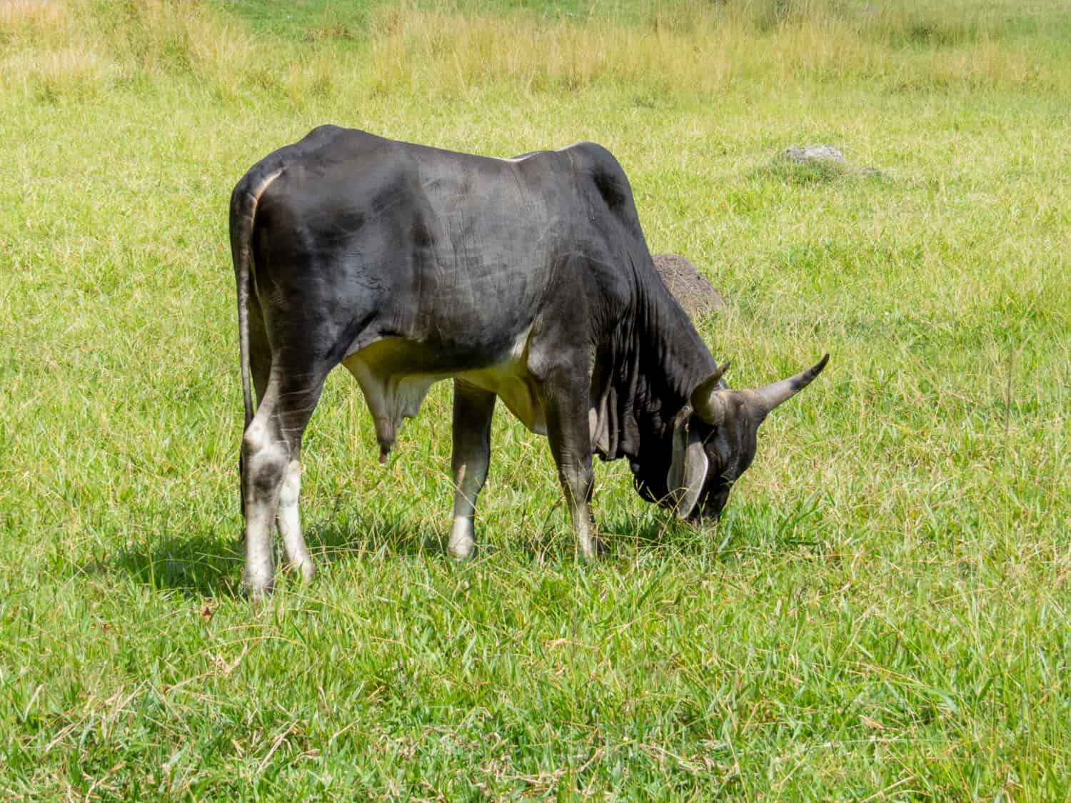 Guzerat cattle grazing on the lawn