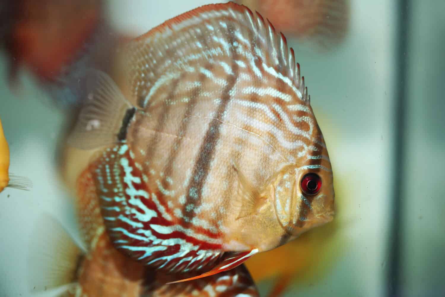 Hybrid Heckel cross discus swimming in aquarium