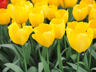 A Yellow Tulip: Meaning, Symbolism, and Proper Occasions