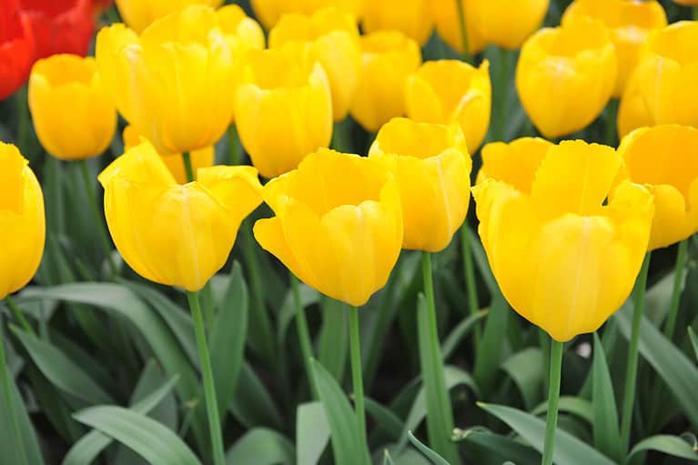 What Color Are Tulips A Complete List Of Tulip Colors AZ Animals
