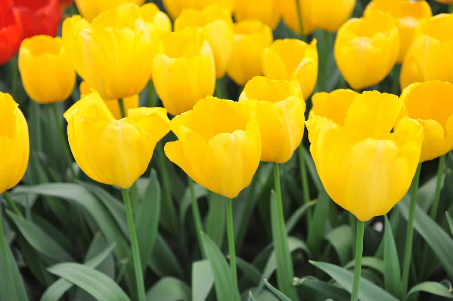 Yellow Triumph tulips (Tulipa) Golden Prins Claus bloom