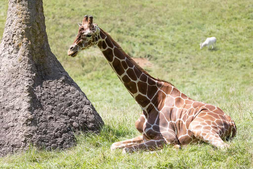Giraffe lounging in the sun