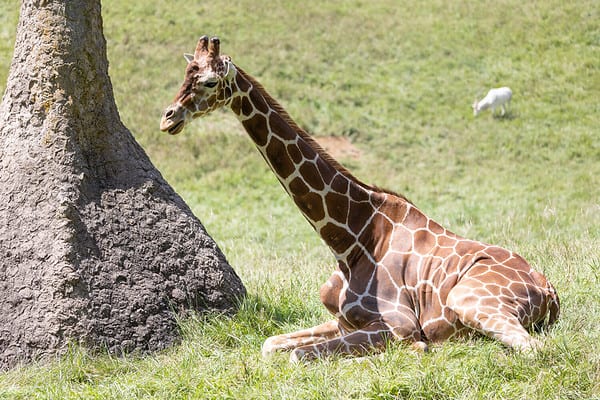 How Do Giraffes Sleep? - A-Z Animals