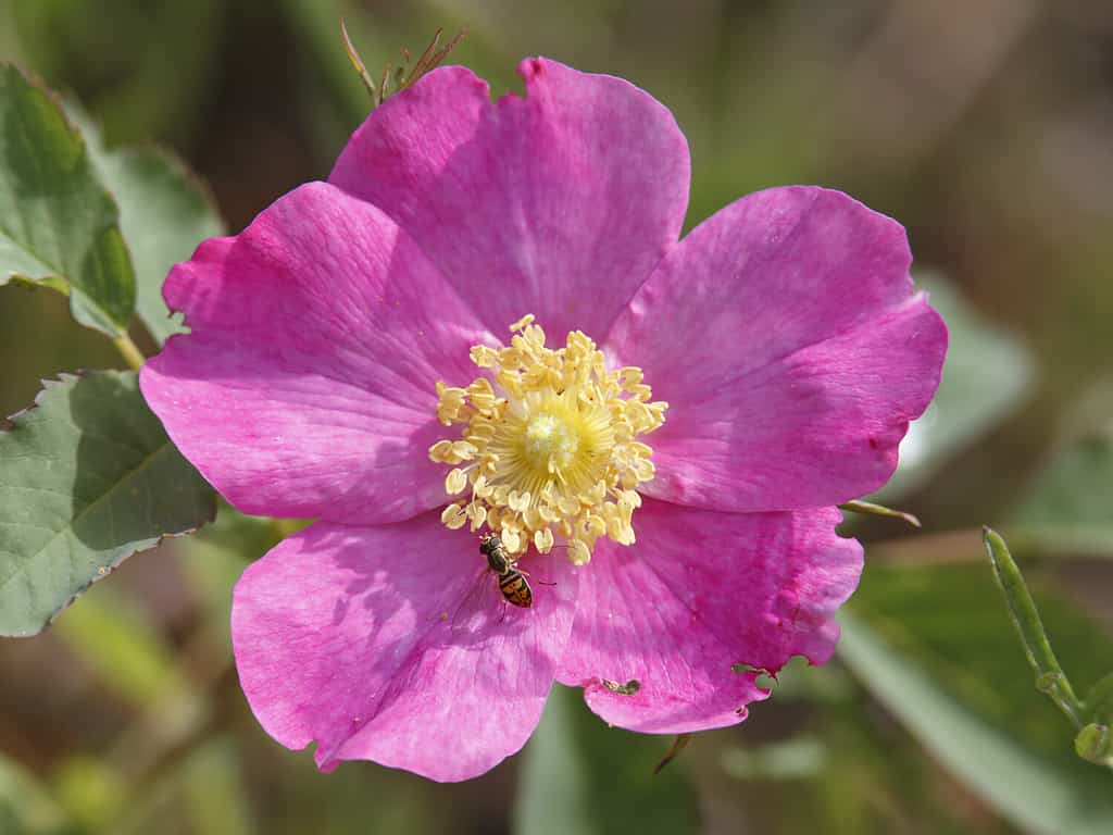 Smooth Rose (Rosa blanda) with Hoverfly - Pinery Provincial Park, Ontario, Canada