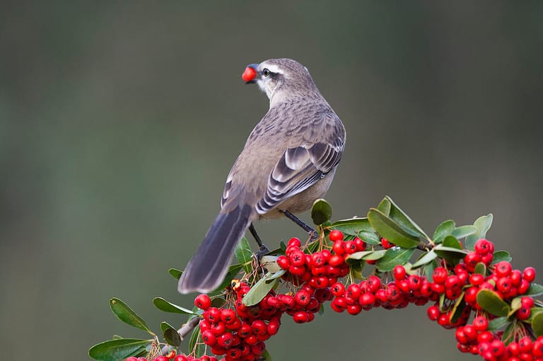 Discover the Meaning & Symbolism of a Bird Trying to Get Into Your