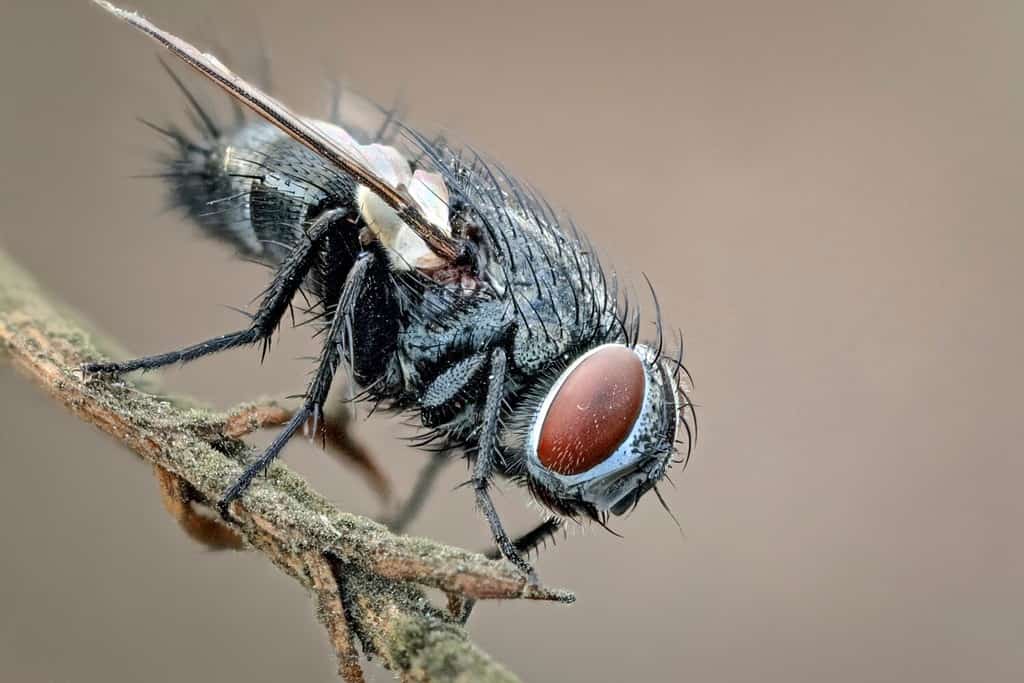 Portrait of a fly on a twig. Eyes to eyes. Macrophotography of an insect fly in its natural environment.