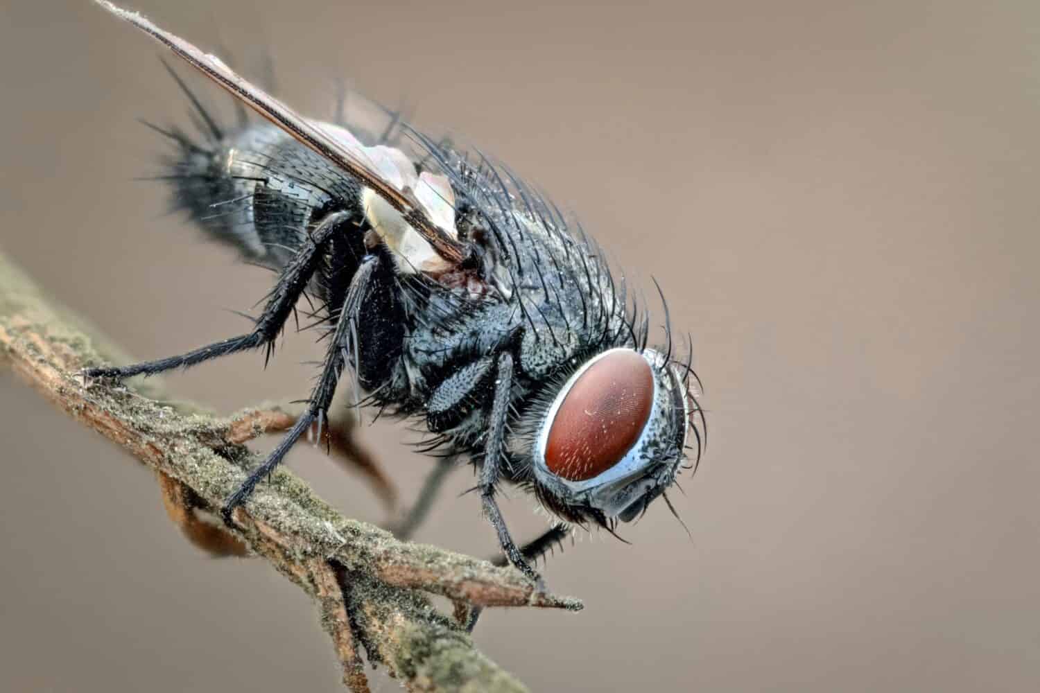 Portrait of a fly on a twig. Eyes to eyes. Macrophotography of an insect fly in its natural environment.