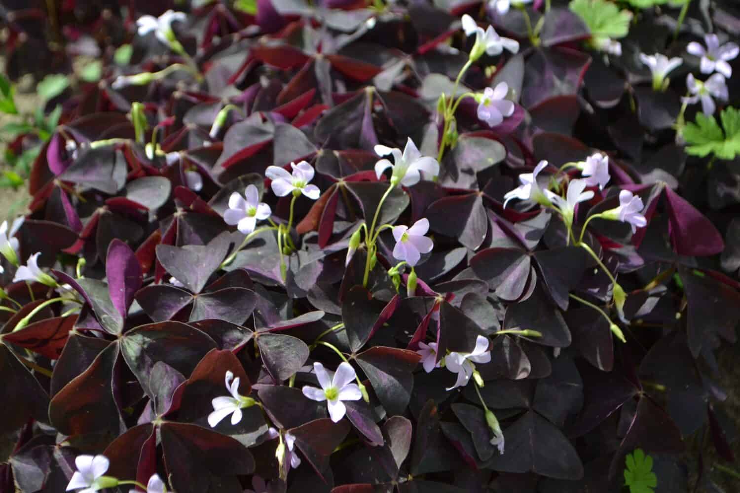 Purple leaves of false shamrock (Oxalis triangularis)