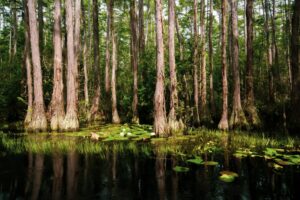 Watch A Giant Sinkhole Swallow an Entire Louisiana Swamp Picture
