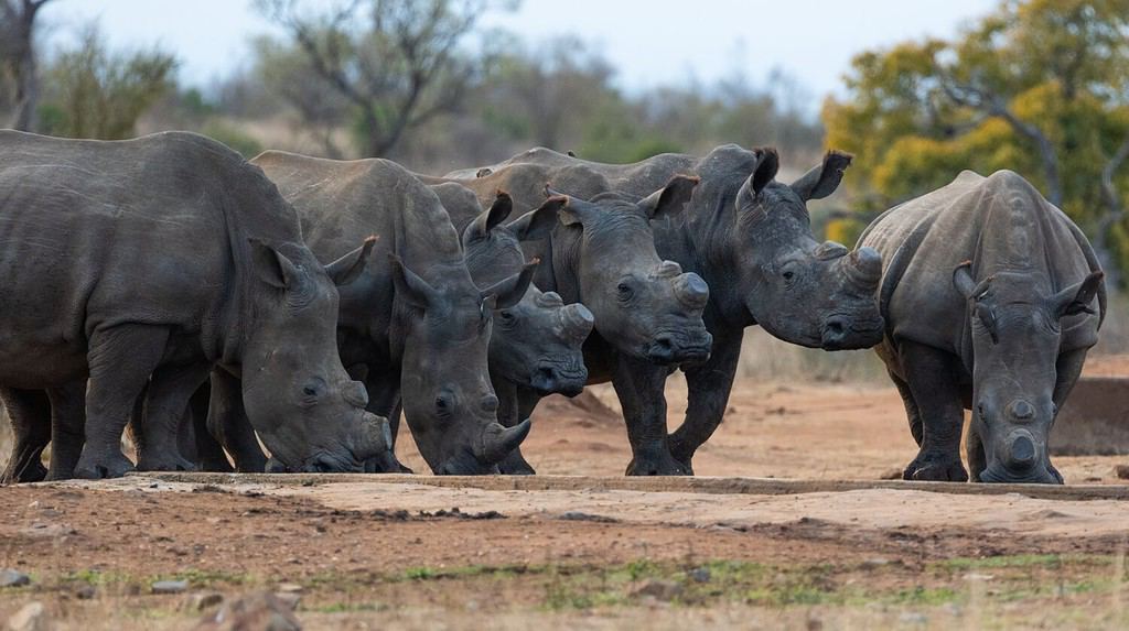 What is a Group of Rhinos Called  