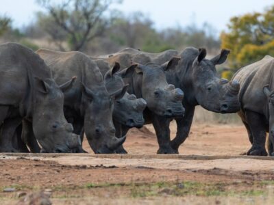A Two Huge Hornless Rhinos Slam Heads Together in a Low-Stakes Battle