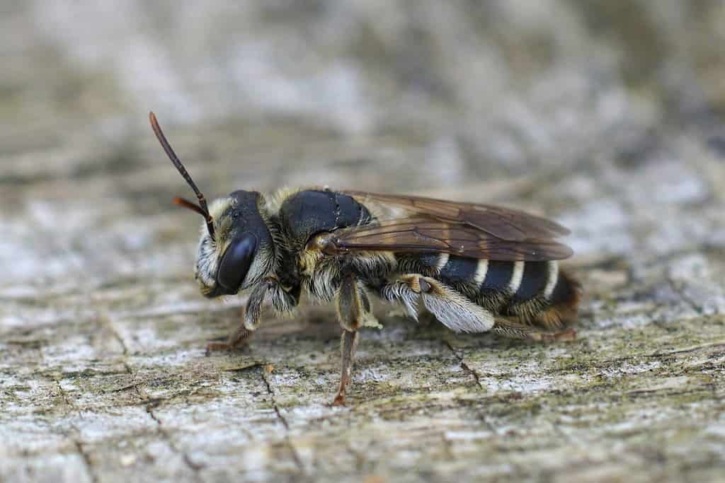 Closeup on a female of the Variable miner bee, Andrena variabilis
