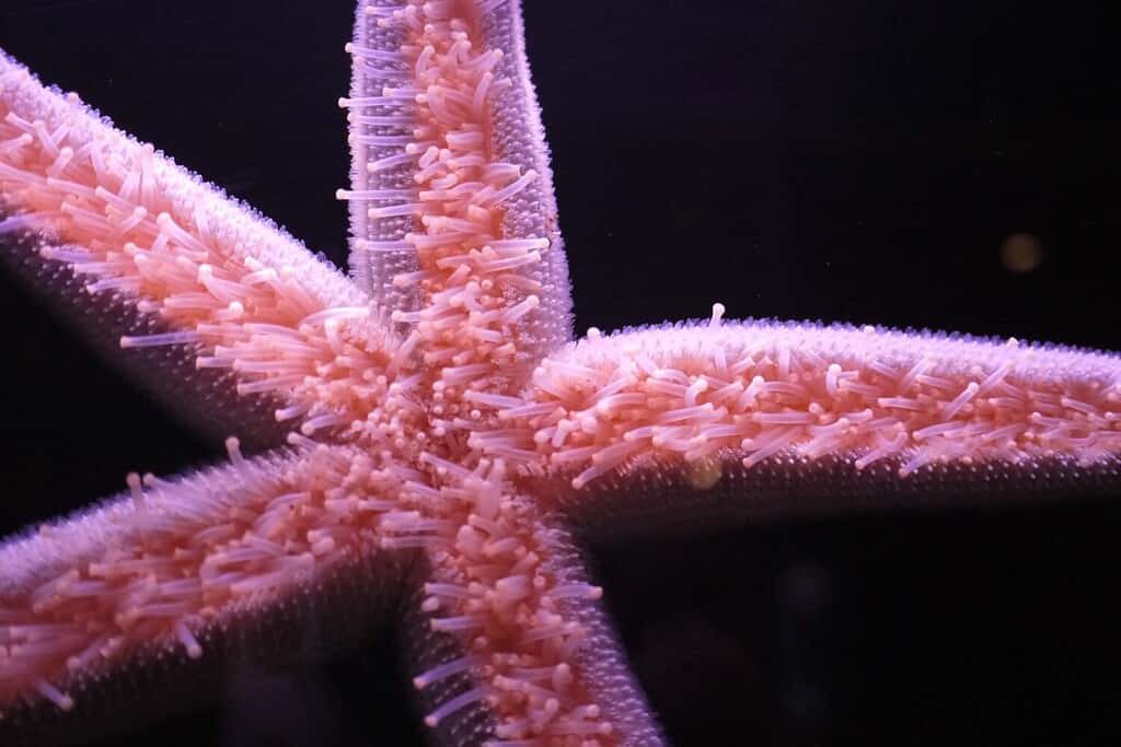 Pisaster brevispinus, commonly called the pink sea star, giant pink sea star, or short-spined sea star, is a species of sea star in the northeast Pacific Ocean.