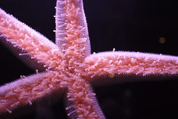 The Evolutionary Mystery of Starfish Arms - A-Z Animals