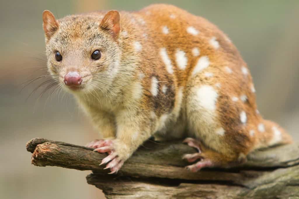 Close up of a Spotted Quoll or Tiger Quoll