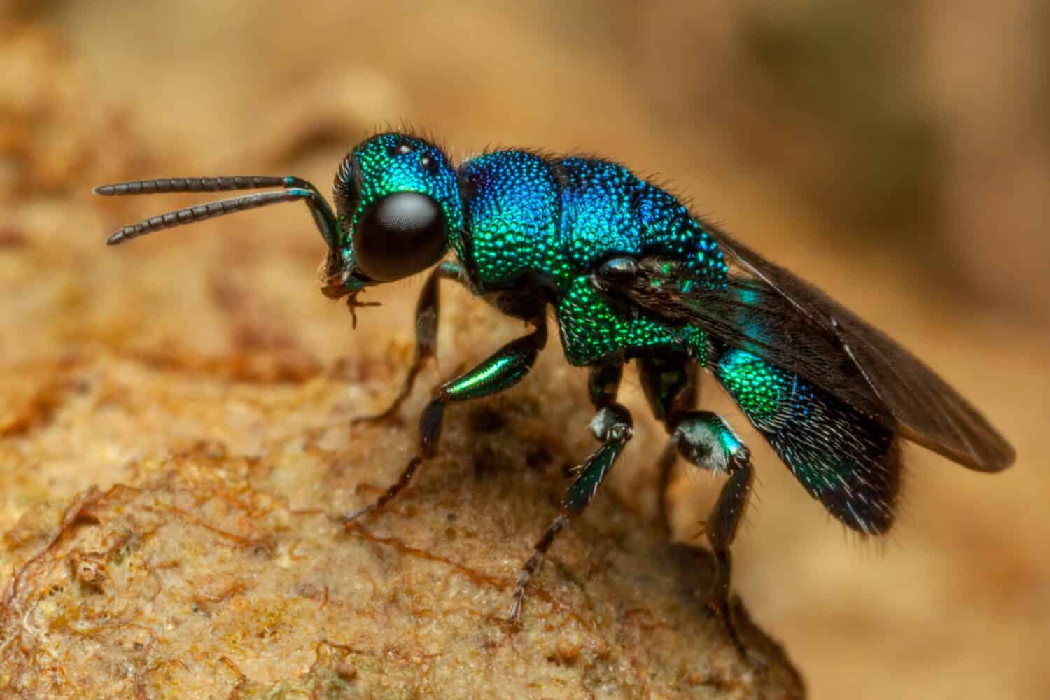 Close up shot on a metallic blue cuckoo wasp with selective focus.