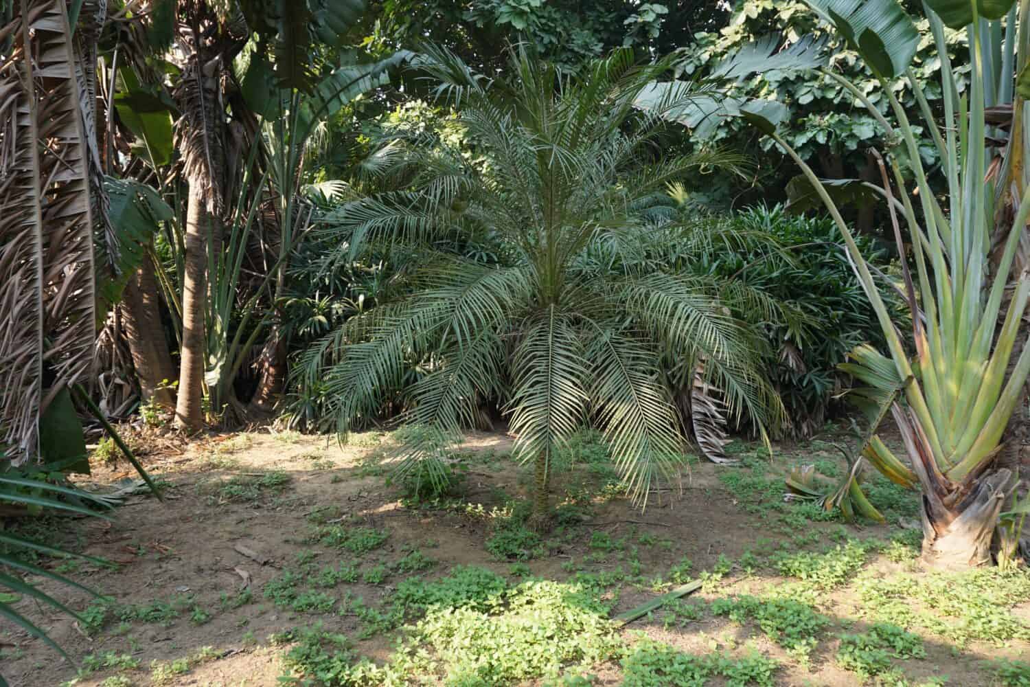 Phoenix roebelenii (dwarf date palm, pygmy date palm, miniature date palm or robellini palm) tree in the park