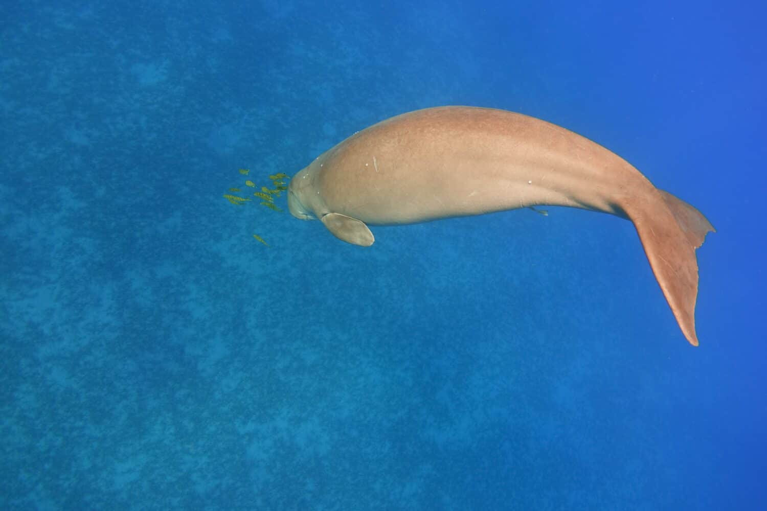 Diving dugong. Marine mammal (Dugong dugon)