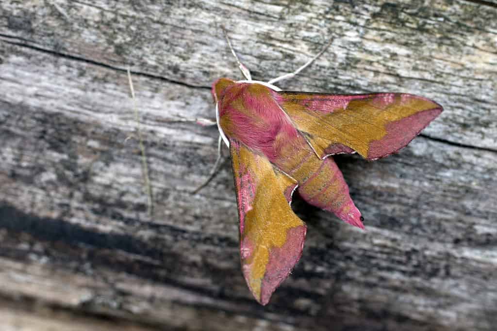 Small Elephant Hawk-moth (Deilephila porcellus), Santon Downham, Suffolk, UK.