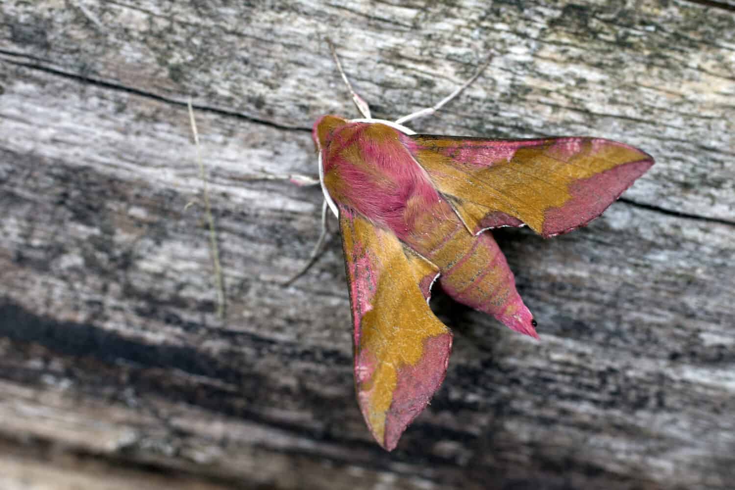 Small Elephant Hawk-moth (Deilephila porcellus), Santon Downham, Suffolk, UK.