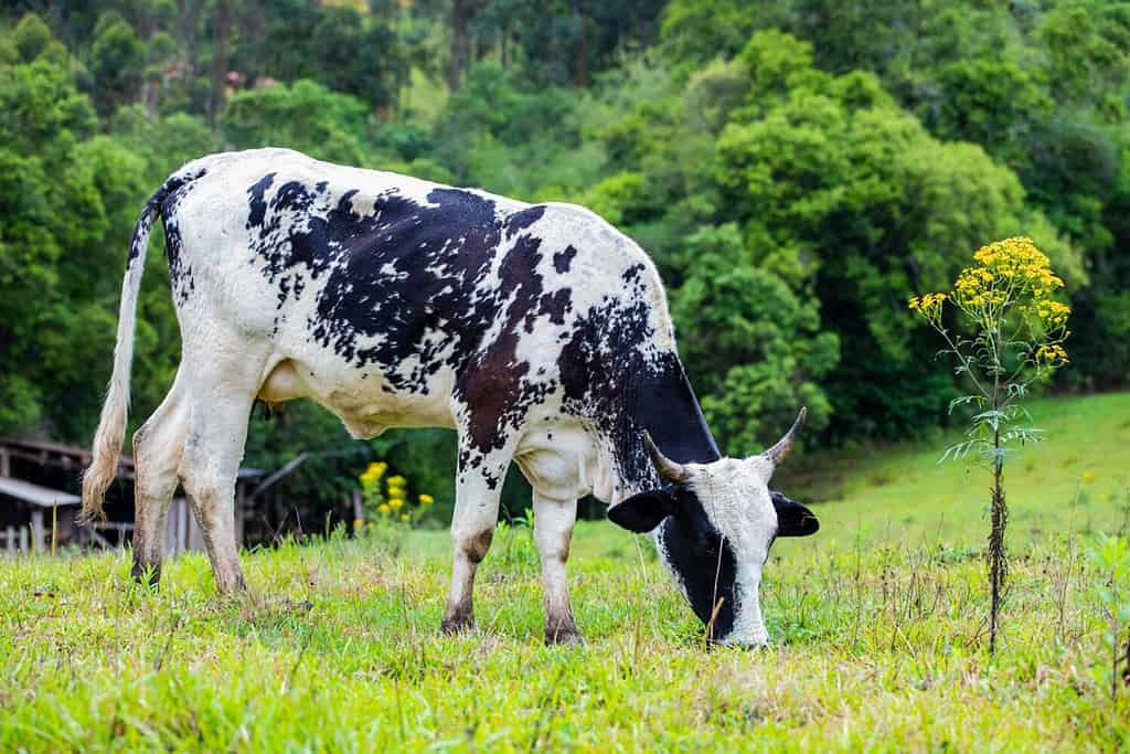 Beautiful image of a dairy cow of the Girolando breed in the open-air pasture inside the farm