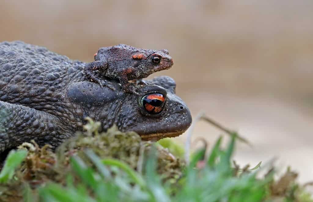 Macro of a common toad or european toad (Bufo bufo) carrying its offspring on its back. Toad and cute baby with green forest background. Tiny baby frog standing on the head of its parent. Lugo, Spain