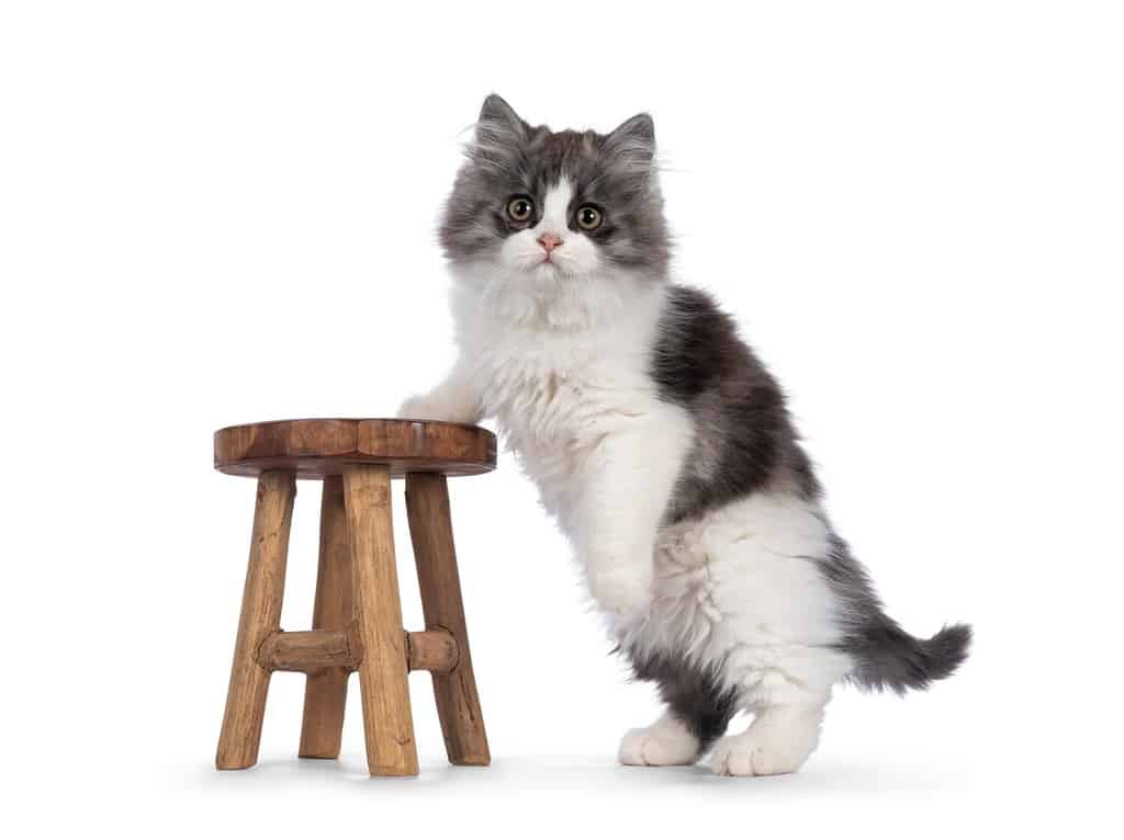 very cute blue with white Tailed Cymric aka Longhaired Manx cat kitten, standing side ways with one paw on little wooden stool. Looking straight into camera. isolated on a white background.