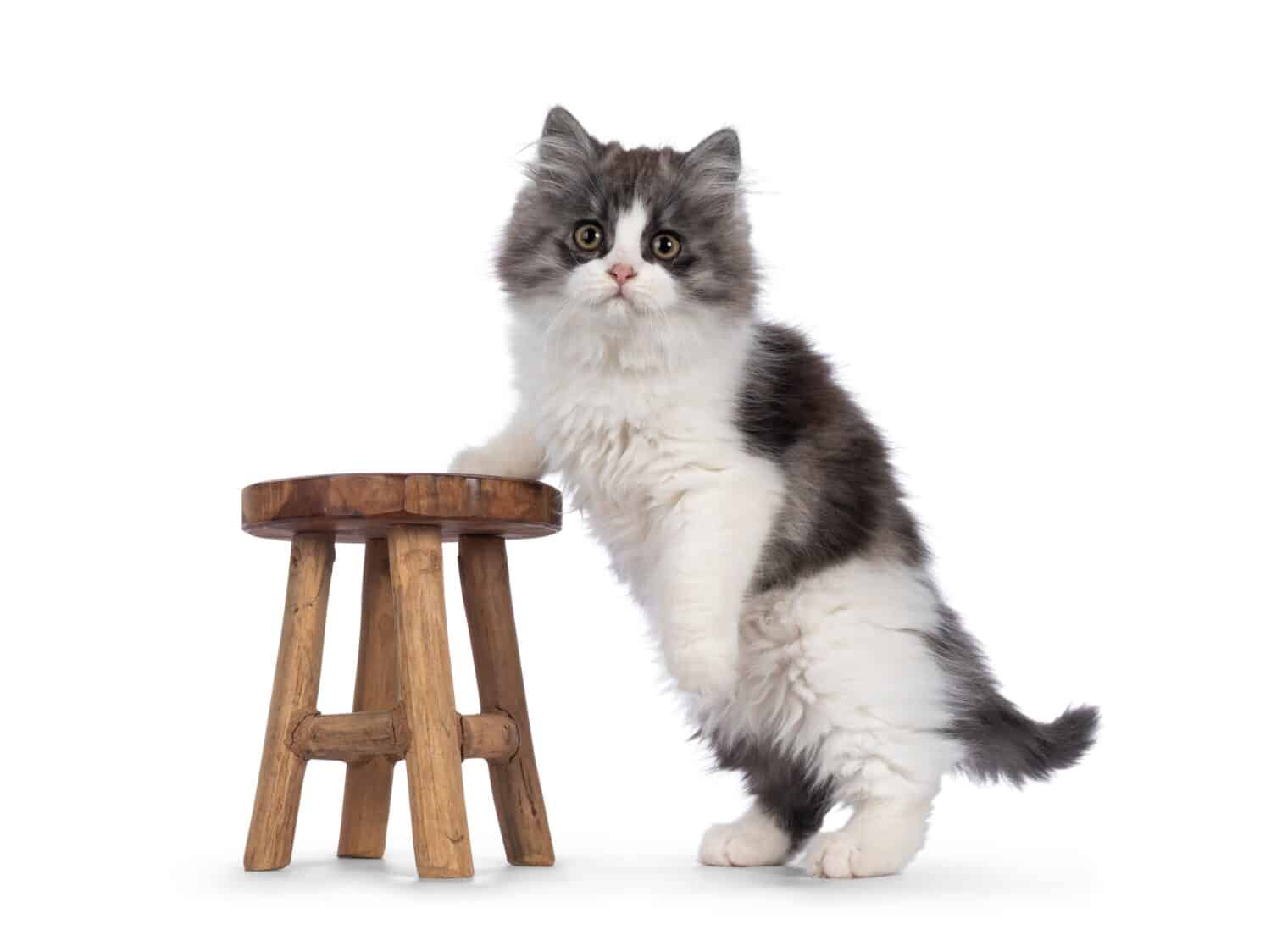 very cute blue with white Tailed Cymric aka Longhaired Manx cat kitten, standing side ways with one paw on little wooden stool. Looking straight into camera. isolated on a white background.