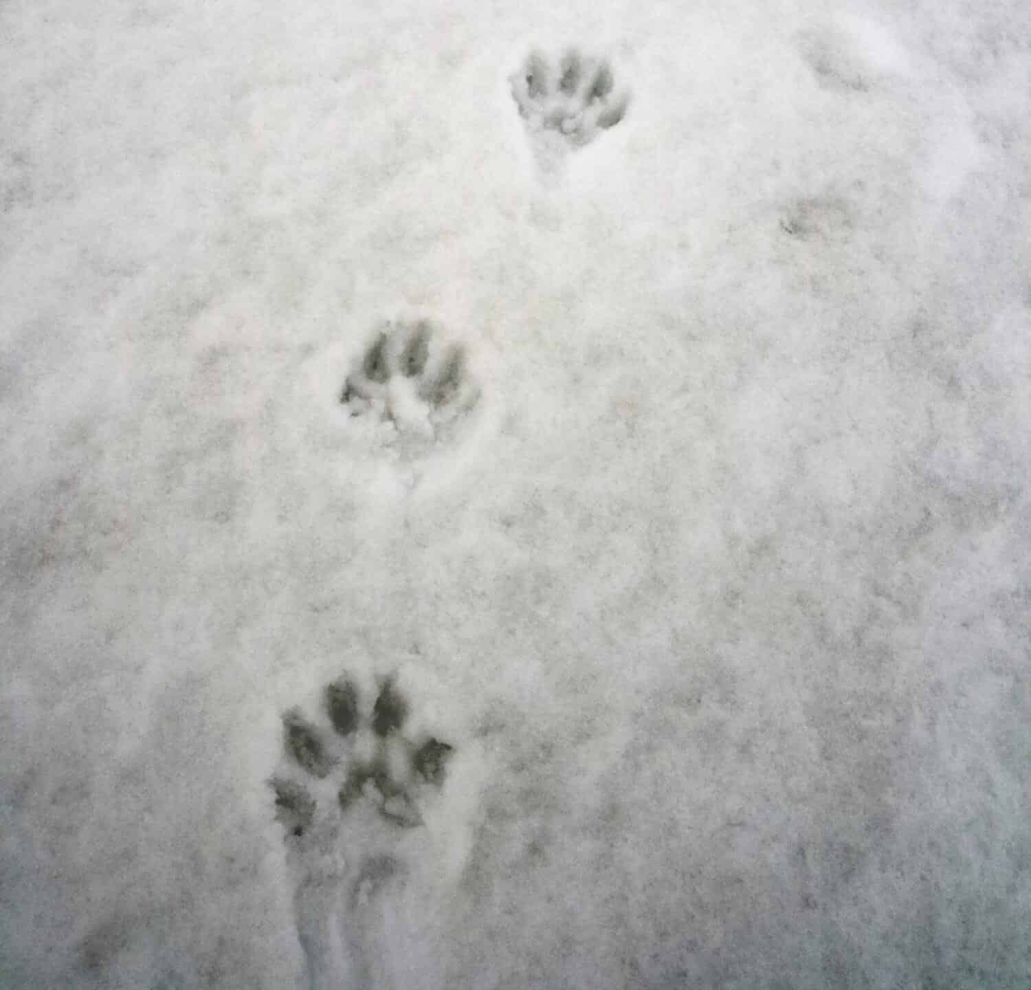 Traces of wolverine or Gulo gulo on spring melting snow in May. Chain of wolverine paw prints on the grainy dark snow cover. Predatory mammal of the marten family. 