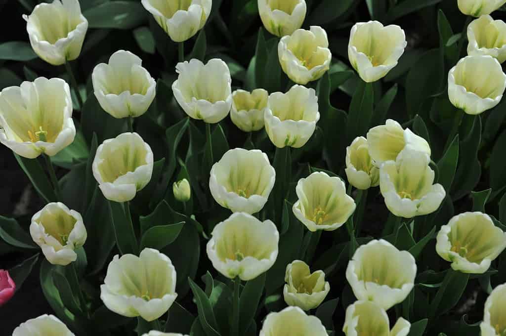 Viridiflora tulips (Tulipa) Green Spirit bloom in a garden in April