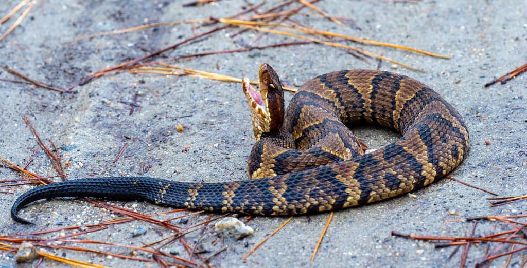 Cottonmouth Juvenile Snake that is Poisonous and Aggressive
