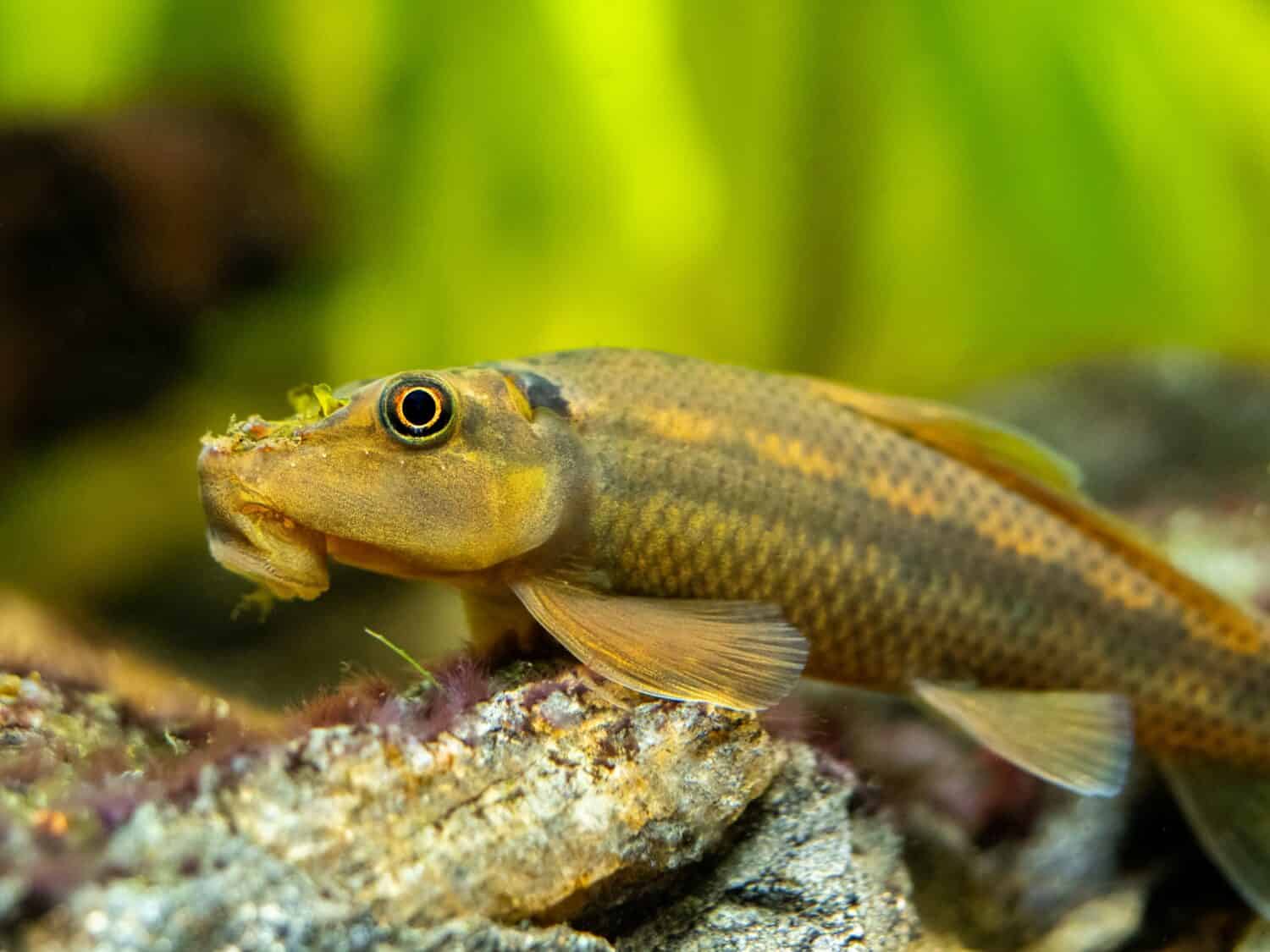 Macro close up of a Chinese Algae Eater (Gyrinocheilus aymonieri) in fish tank with blurred background