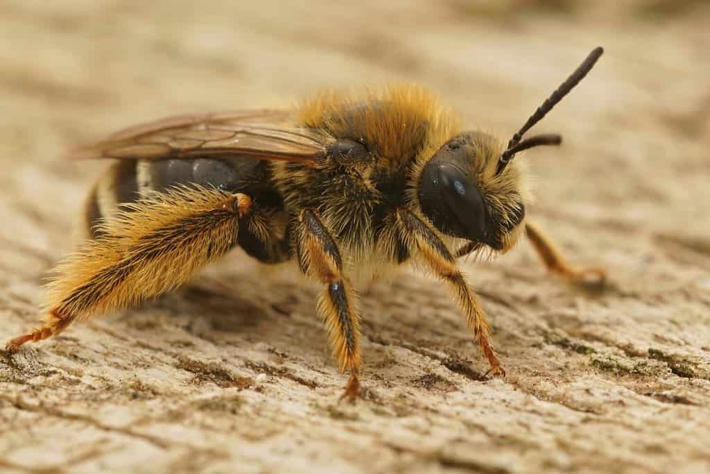 Closeup on a brown hairy female longhorn bee, Eucera form Southern France sitting on a piece of wood