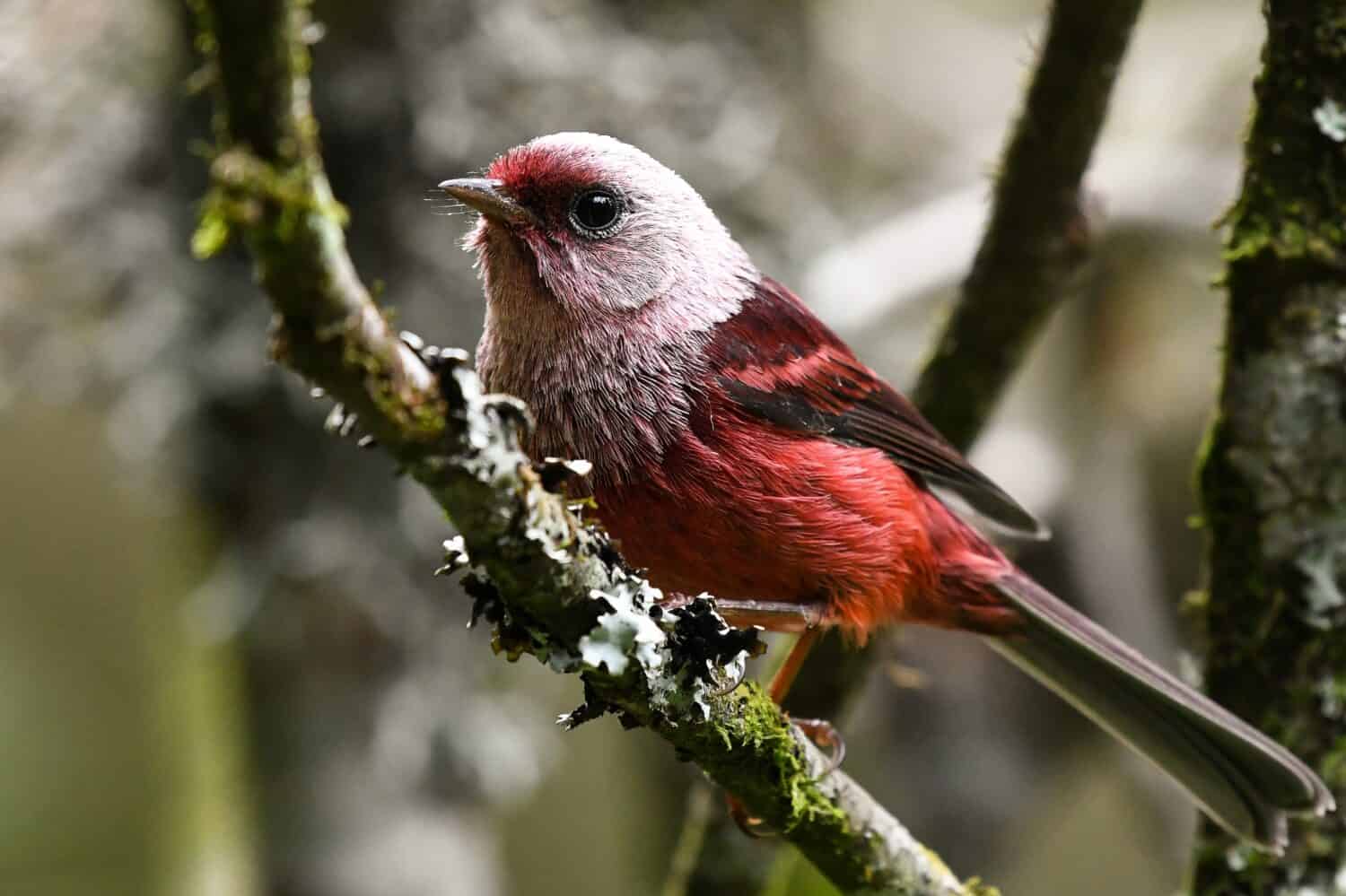 Pink headed warbler standing on a branch in Astillero Municipal de San Marcos, San Marcos, Guatemala.