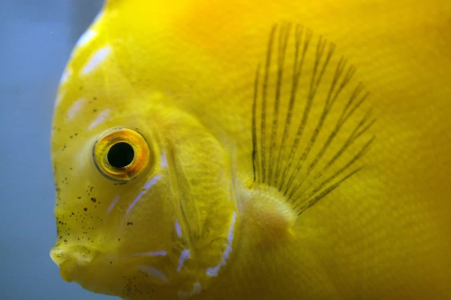 yellow discus fish in freshwater aquarium