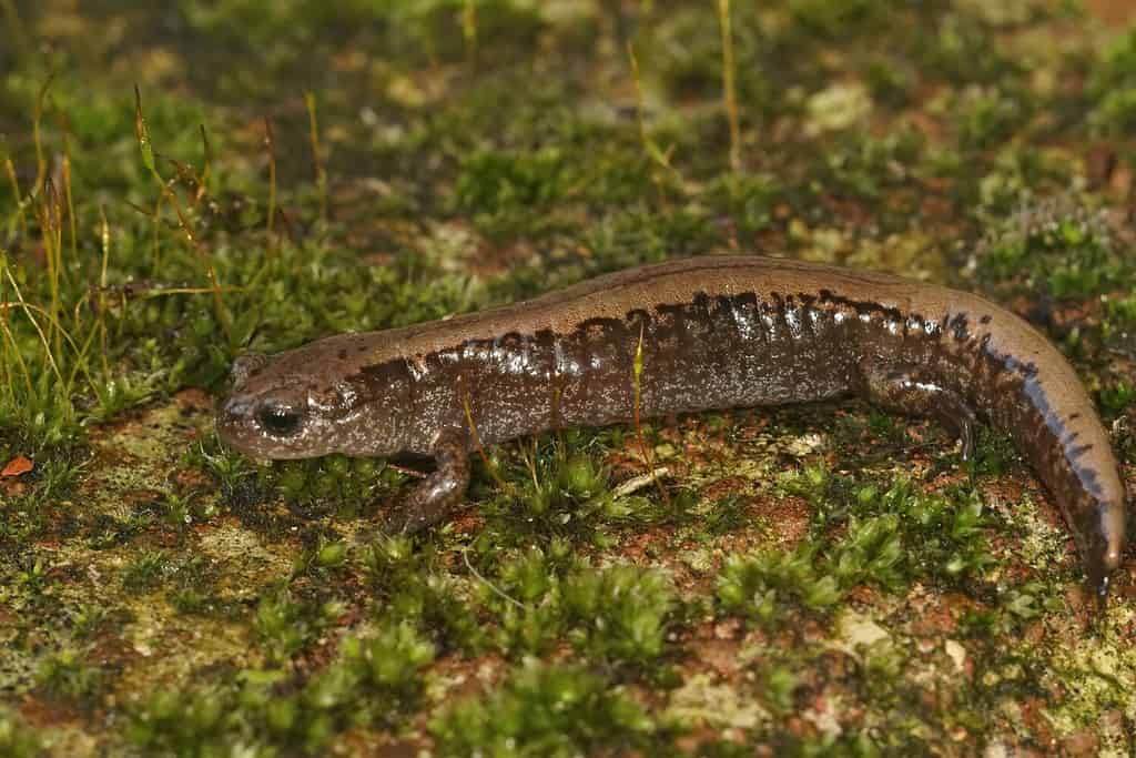 Closeup on an adult Siberian salamander, Salamandrella keyserlingii sitting on a moss-covered stone
