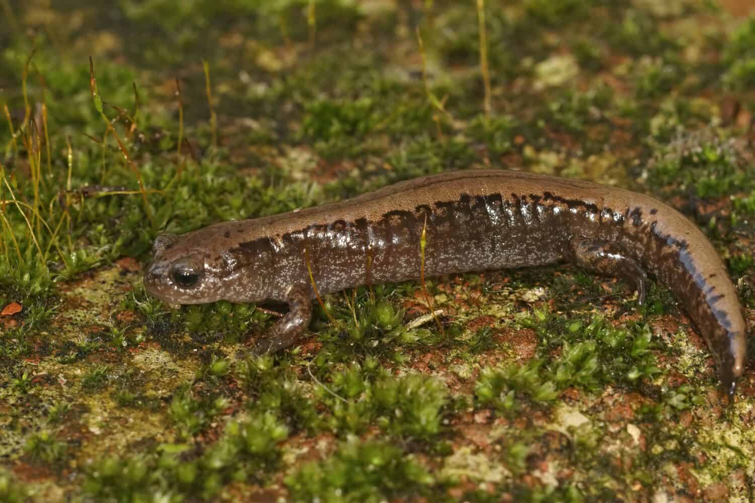 Closeup on an adult Siberian salamander, Salamandrella keyserlingii sitting on a moss-covered stone