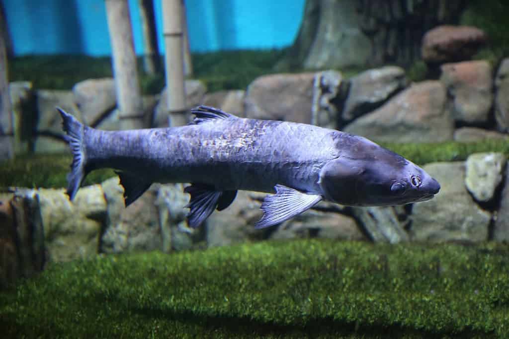 blurred fish black carp (Mylopharyngodon piceus) underwater
