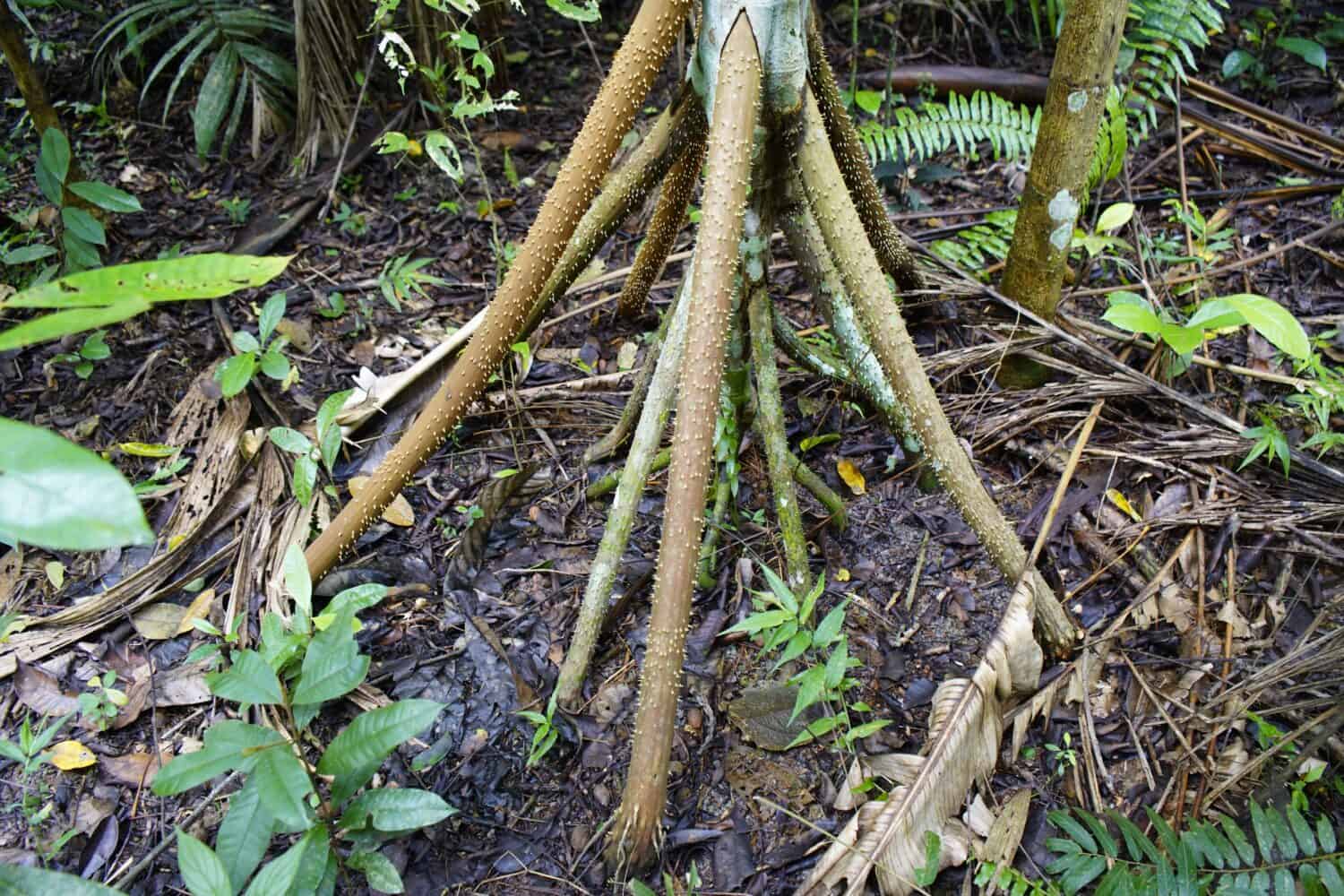 Socratea exorrhiza, the walking palm or cashapona, is a palm native to rainforests in tropical Central and South America. Arecaceae family. Amazon rainforest, Brazil.