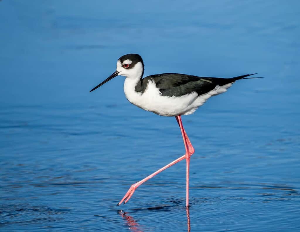 Black-Necked Stilt walking in Myakka River in Myakka River State Park in Sarasota Florida USA