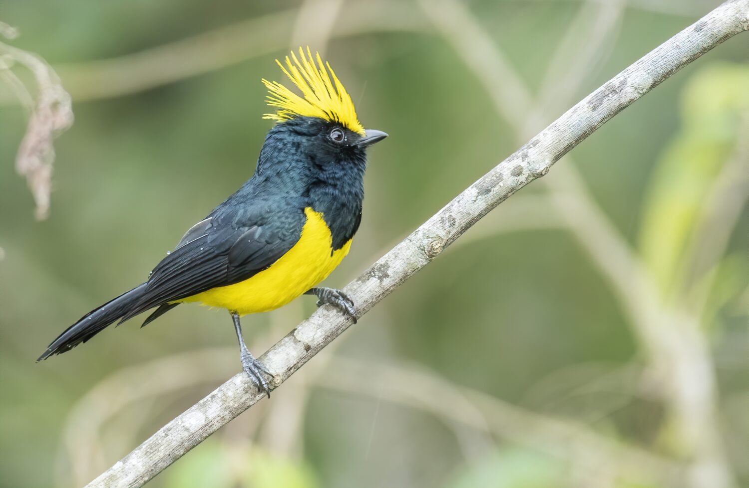 The sultan tit is an Asian forest bird with a yellow crest, dark bill, black upperparts plumage and yellow underparts.