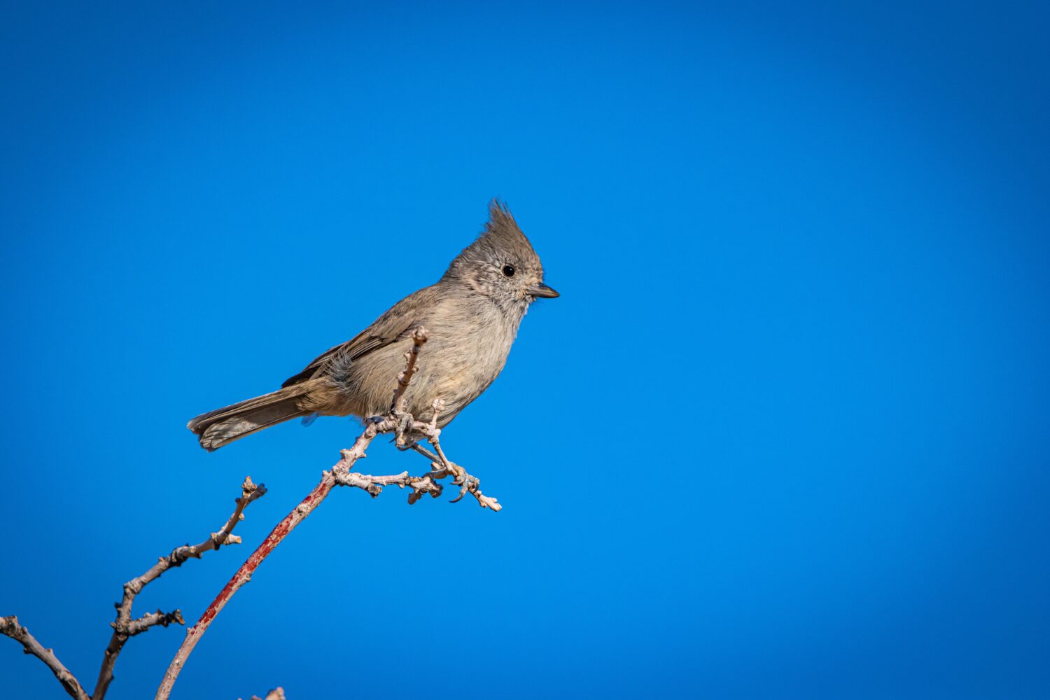 Juniper titmouse found on the foothills in Pleasant Grove