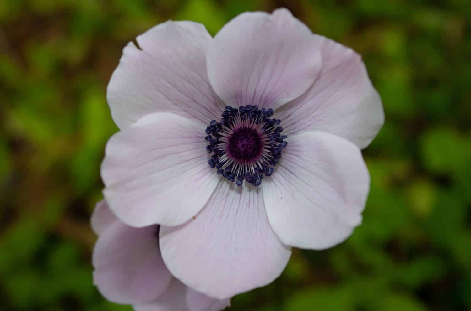 Close view of single white anemone coronaria flower in field. Also known as spanish marigold.