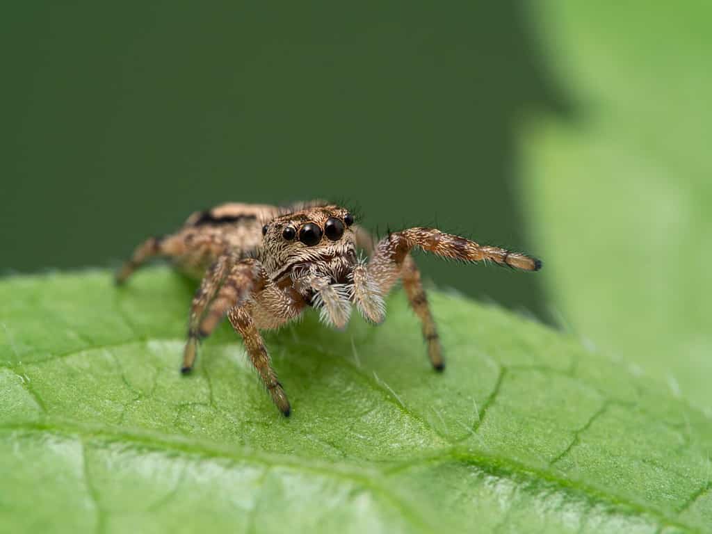 pretty, tiny jumping spider (Pelegrina aeneola) on a green leaf with front legs raised