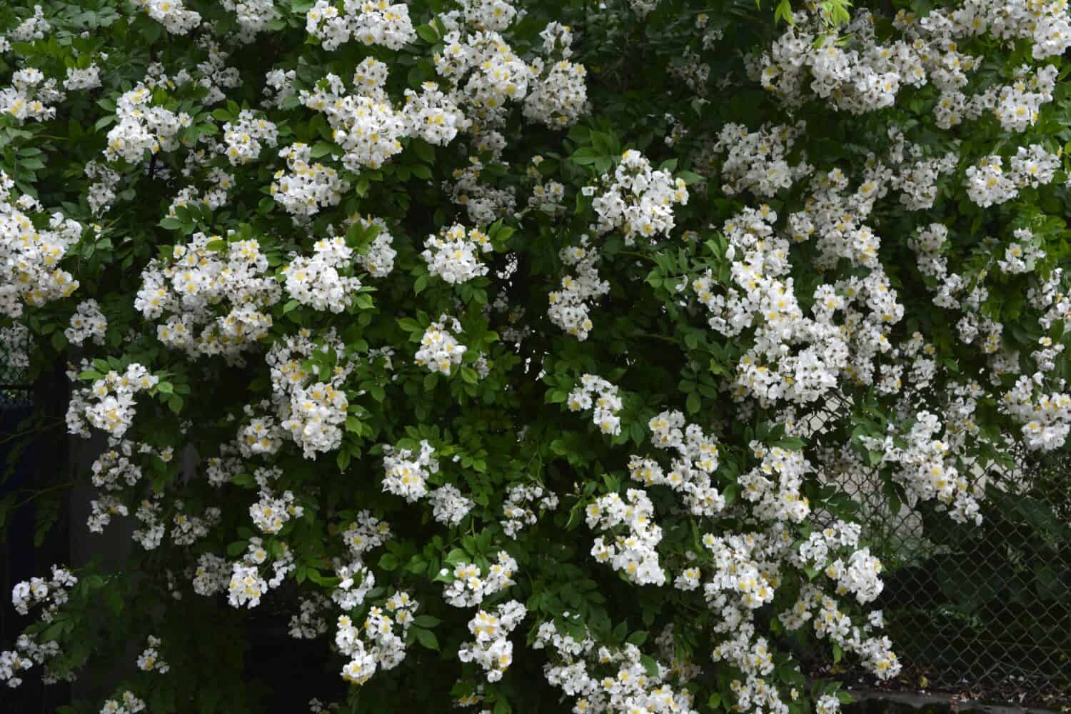 Rosa multiflora (Japanese rose) .Lovely pure white rose -Rosa multiflora in bloom on the shore of a lake. Small group of wild multiflora roses .