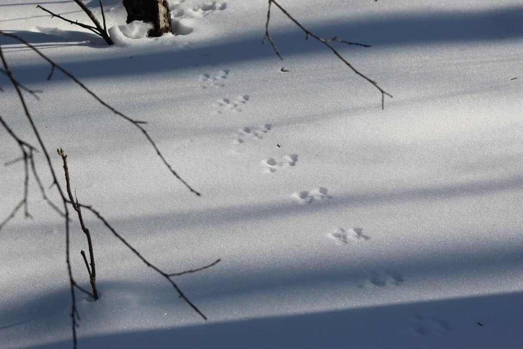 Weasel Tracks: Identification Guide for Snow, Mud, and More - A-Z Animals