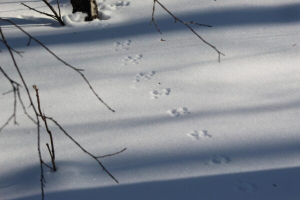 Weasel Tracks: Identification Guide for Snow, Mud, and More - A-Z Animals